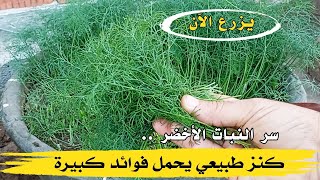 كنز طبيعي يحمل فوائد كبيرة سر النبات الأخضر 🌿 [upl. by Hi]