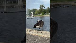 Feather fixation goose outarde migrationbirds animalsvideo animalslover montreal canada [upl. by Durant895]