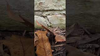 Basement waterproofing efflorescence brick basement wall  was some mold Grosse Pointe PART 1 [upl. by Myke]