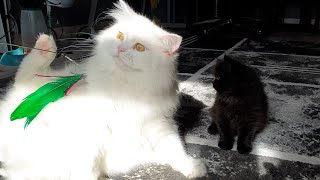 White Fluffy Cats Playtime Black Kitten Patiently Waits [upl. by Alel965]