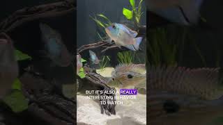 Top 5 Tank Mates for Electric Blue Acara [upl. by Lange]