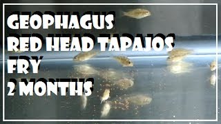 Geophagus Red Head Tapajos Fry  2 Months [upl. by Ilwain759]