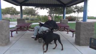 EUROPEAN  DOBERMAN PINSCHER Phoenix AZ  PHARAOH  DOG TRAINING [upl. by Jacenta]