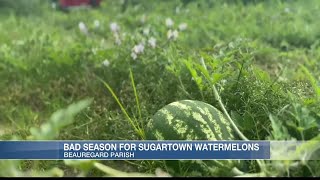 Sugartown Watermelons [upl. by Humpage]