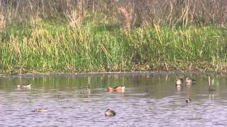 Fulvous Whistling Duck [upl. by Pitzer818]