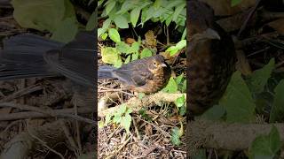 Juvenile Blackbird exploring  UK Birds shorts [upl. by Ezara]