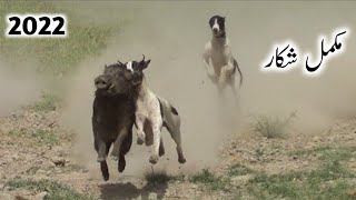 Soor ka shikar 2022  Boar hunting with dog  Wild boar hunting in beat  LY amir saraiki Point [upl. by Naquin]