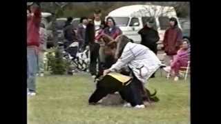 1997 AHCA National Specialty 55  Nonregular Obedience Lure Coursing Highlights [upl. by Jefferson676]