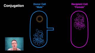 Generating Bacterial Genetic Variation [upl. by Juta]