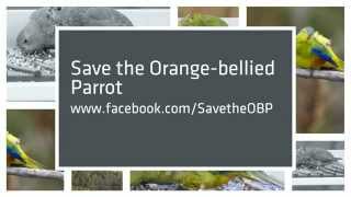 Orangebellied Parrot video clip [upl. by Vivyanne9]