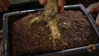 Bonsai Repotting  Bonsai Trees for Beginners Series 04 [upl. by Hadrian]