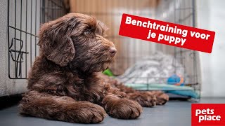 Een bench is onmisbaar bij de opvoeding van een puppy [upl. by Brittni]