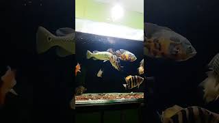 Ikan datz oscar dan pbass ketika dimalam hari oscar pbass orinoco datz parrot severum fish [upl. by Yemrots128]