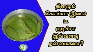 கொய்யா இலை டீ குடிச்சா இவ்வளவு நன்மைகளாguava tea in tamil [upl. by Alage934]