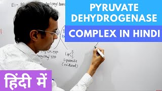 Pyruvate Dehydrogenase Complex in Hindi [upl. by Bazil670]