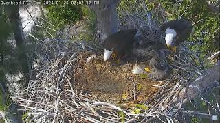 Captiva Eagle Cam 25012024 1355 [upl. by Shena]