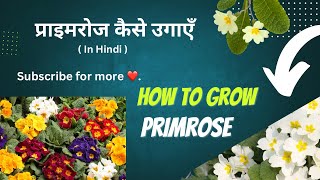 How to grow PrimrosePrimula  Tips to grow Primrose  Winter season plants 🌼 [upl. by Sundberg]