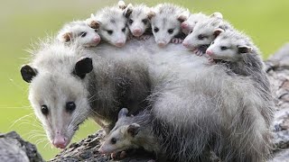 Possums Natures Nighttime Pest Controllers [upl. by Nevek]