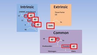 Fibrinolysis Thrombolysis and Anticoagulation [upl. by Stafani]