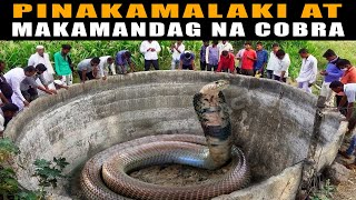 Pinakamalaking COBRA sa BUONG MUNDO  Pinaka MAKAMANDAG na AHAS  Biggest KING COBRA [upl. by Rodman]