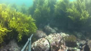 Spearfishing Kiama and Surrounds [upl. by Rossy]