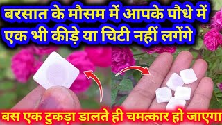 कपूर से बना यह कीटनाशक आपके गुलाब के पौधे को फूलो से भर देगा  Rose Care Tips and Fertilizer [upl. by Reddy]