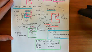 Receptor Tyrosine Kinases Part 7 [upl. by Odlaniger644]