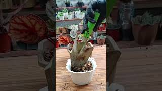 Begonia stem propagation plantpropagation plantingtips [upl. by Alasdair841]