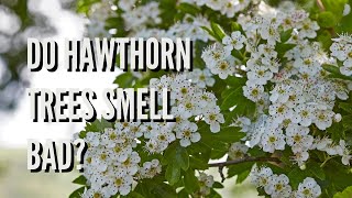 Do Hawthorn Trees Smell Bad The Facts Are Shocking [upl. by Mallin]