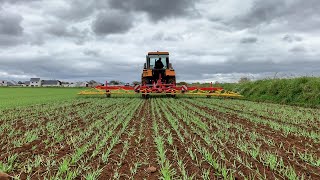 Herse étrille comment bien réussir son désherbage sur céréales de printemps [upl. by Rusty692]