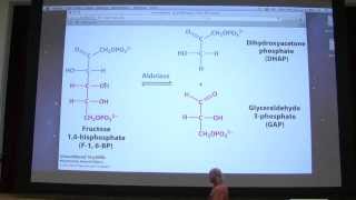 21 Kevin Aherns Biochemistry  Glycolysis I [upl. by Av]