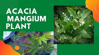 Acacia Mangium Australian teak plant farming full detail video [upl. by Llerruj]