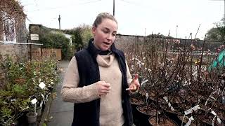 Christine’s favourite winter shrubs [upl. by Assiren]