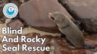 Blind and Rocky Seal Rescue [upl. by Llecram]