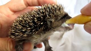 grumpy egeltje de voeding wint Baby hedgehog [upl. by Benildas]