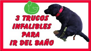 3 TIPS Cómo EDUCAR a un CACHORRO a HACER sus NECESIDADES [upl. by Fishback]