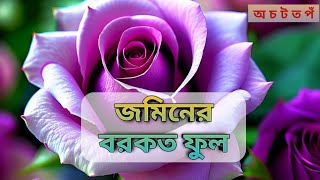 ফুল ভালোবাসতেন প্রিয়নবী সা। Flowers। [upl. by Barney]