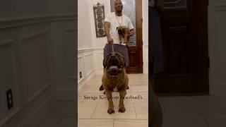 Best Boerboel Content on YouTube Subscribe to Keep updated on the Worlds Premier boerboel Kennel [upl. by Saihttam]