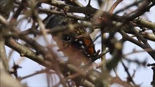 Spotted Pardalote call [upl. by Clabo]