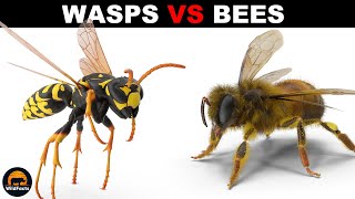 What is the Difference Between Wasps and Bees [upl. by Anul152]