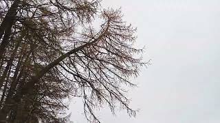 phototrophic larch and correction to lean [upl. by Atinram254]