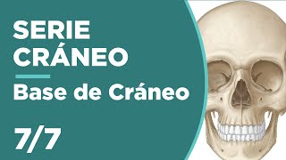 CRÁNEO 77 BASE DE CRÁNEO  Anatomía 💀😊 [upl. by Belshin738]