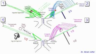 Anatomy of the inguinal region simplified [upl. by Gebler494]