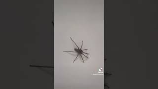 Giant Spiders of the UK  British House Spider [upl. by Nytnerb]