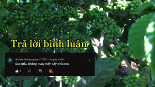 Quay Vườn cà phê canh tác kiểu truyền thống [upl. by Joann]