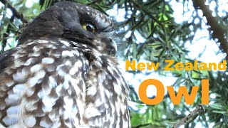 Beautiful New Zealand Owl  The Morepork or Ruru [upl. by Sacksen]