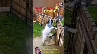 crazy 🤪 goats 🐐 🔥youtubeshorts shortsfeed shorts chetu goats ChetanaHamal [upl. by Ycrad753]