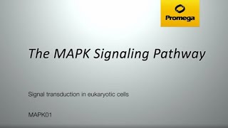 The MAPK Signaling Pathway [upl. by Bethesde310]