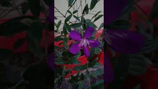 trending purple 💜begham bahar garden BeautyTibouchina plant🌧️🌧️ [upl. by Ryon362]