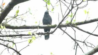 Hookbilled Kite by Charlie Vogt [upl. by Alihs]